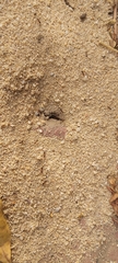 Formicidae