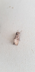 Vittaplusia vittata
