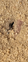 Formicidae