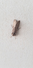 Vittaplusia vittata