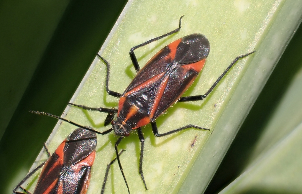 Horistus infuscatus