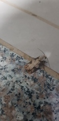 Agrotis puta