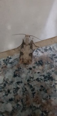 Agrotis puta