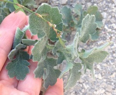 Glaucium flavum