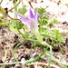 Romulea ramiflora ramiflora - Photo 由 Sergio Chozas 所上傳的 (c) Sergio Chozas，保留部份權利CC BY-NC