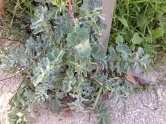 Glaucium flavum