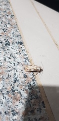 Agrotis puta