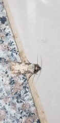 Agrotis puta