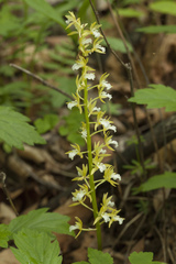 Oreorchis patens