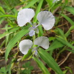 Commelina eckloniana