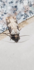 Agrotis puta