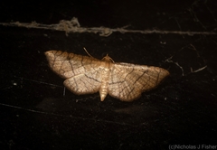 Hypolamprus ypsilon