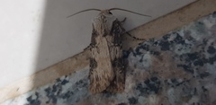 Agrotis puta
