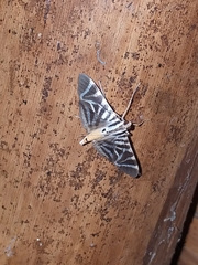 Spilomela perspicata