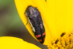 Acmaeodera chiricahuae