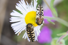 Acmaeodera solitaria