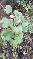 Ribes aureum