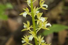 Oreorchis patens