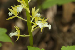 Oreorchis patens