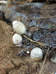 Coprinopsis stangliana