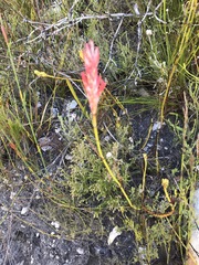 Tritoniopsis triticea