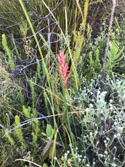 Tritoniopsis triticea