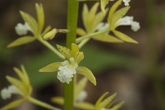 Oreorchis patens