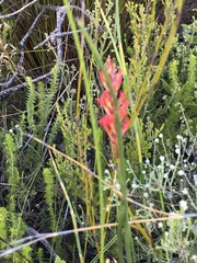 Tritoniopsis triticea