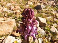 Himantoglossum robertianum