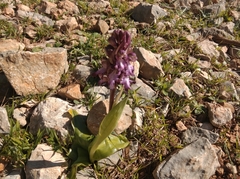 Himantoglossum robertianum