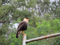 Caracara plancus