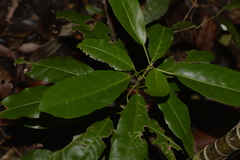 Croton verreauxii