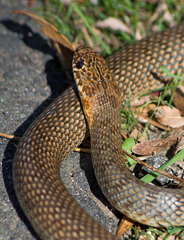Dolichophis caspius
