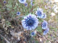 Globularia alypum