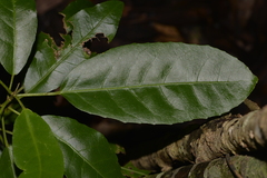 Croton verreauxii
