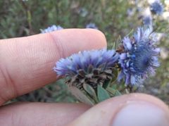 Globularia alypum