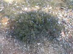 Globularia alypum