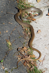 Dolichophis caspius