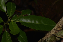 Croton verreauxii