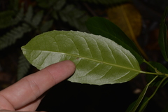 Croton verreauxii
