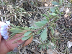 Globularia alypum