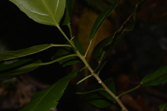 Croton verreauxii