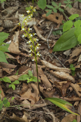 Oreorchis patens