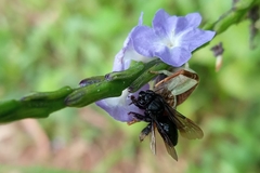 Tapinotaspidini