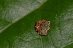 Arkys speechleyi