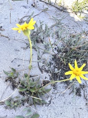 Osteospermum polygaloides
