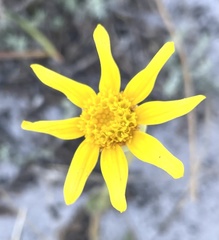 Osteospermum polygaloides