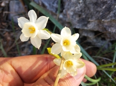 Narcissus dubius