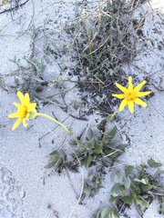 Osteospermum polygaloides