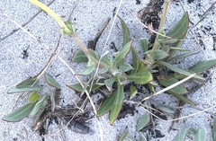 Osteospermum polygaloides